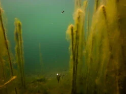 Fox Edges Zig Float Kit 12 Fox Edges Zig Float Kit -Angelprodukte Geschäft CAC753 7